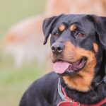 Beauceron