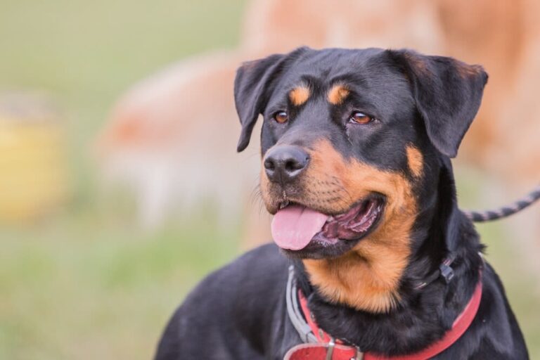 Beauceron, Pastor de Beauce o Bas Rouge