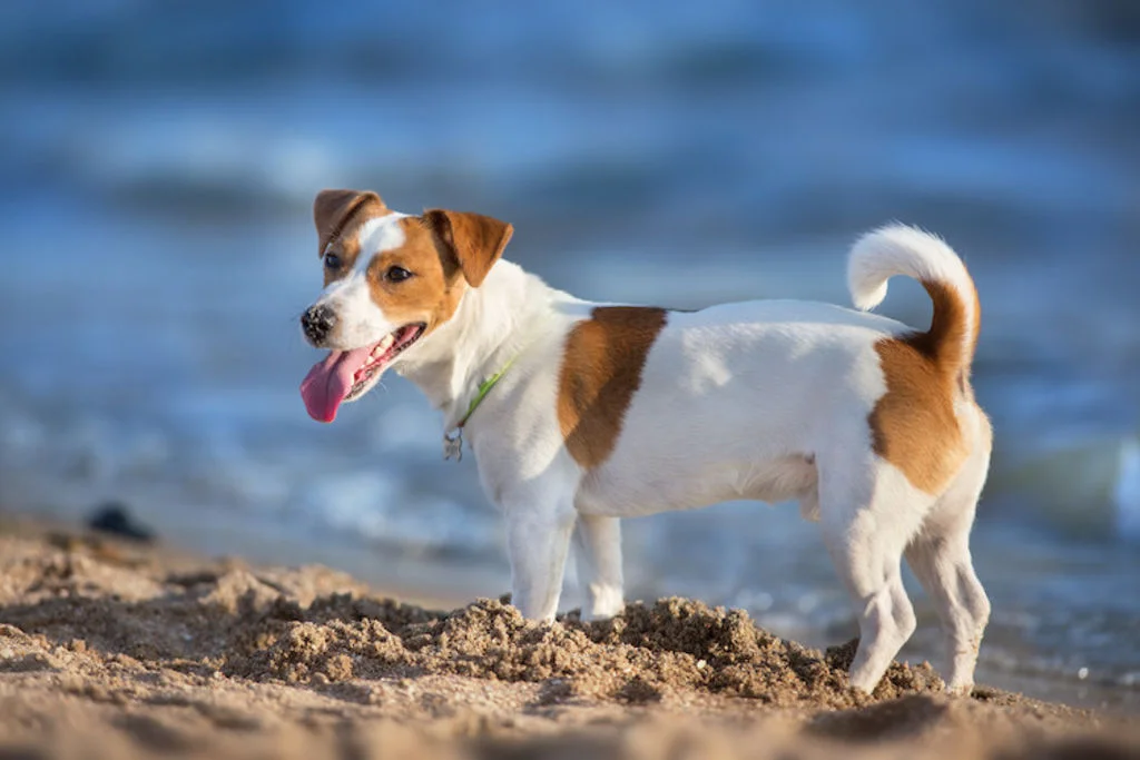 Perro feliz en la playa