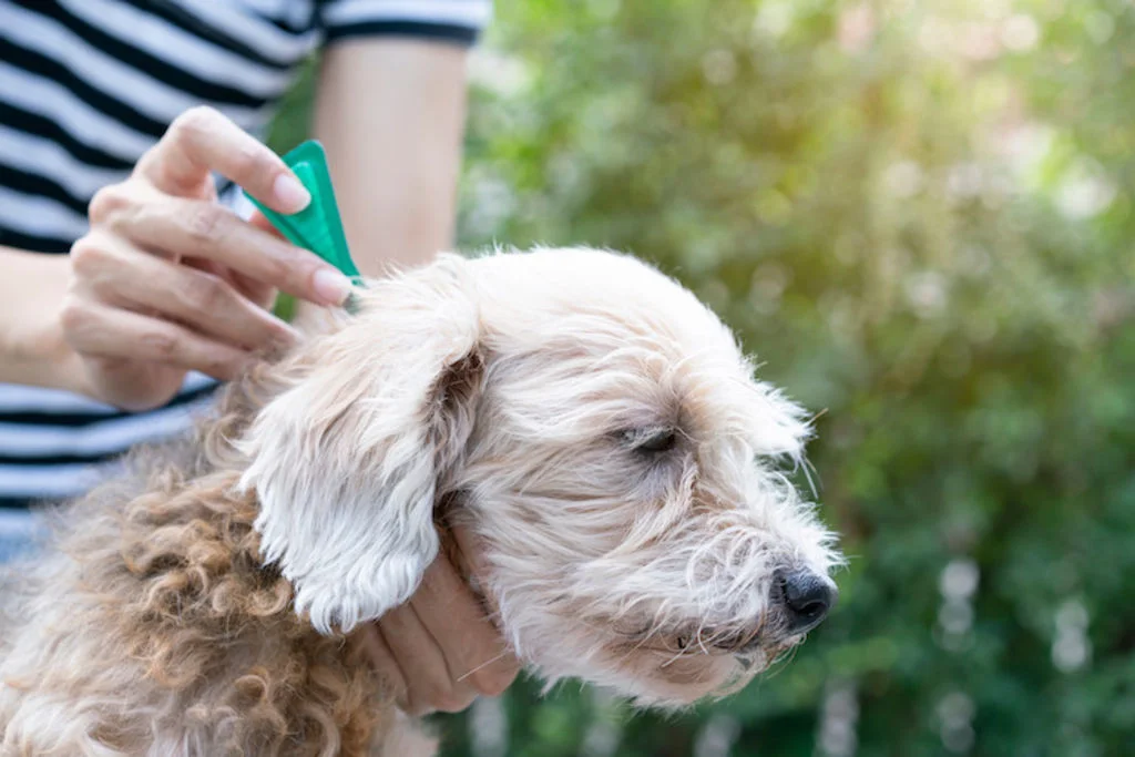 Aplicación de pipeta antiparasitaria canina