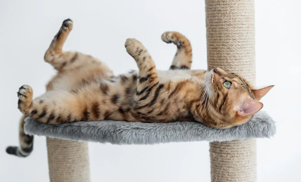 gato en &aacute;rbol para gatos
