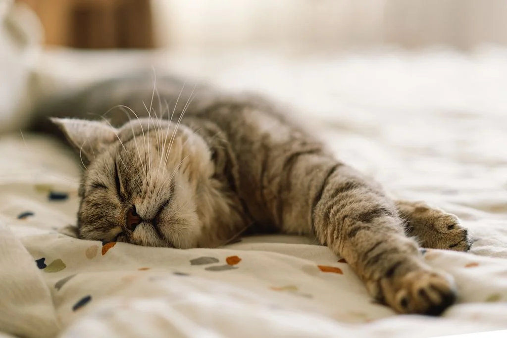 chat qui dort 