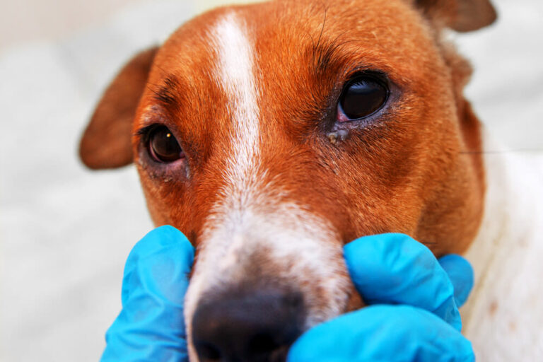Alergia en perros: síntomas, diagnóstico y tratamiento