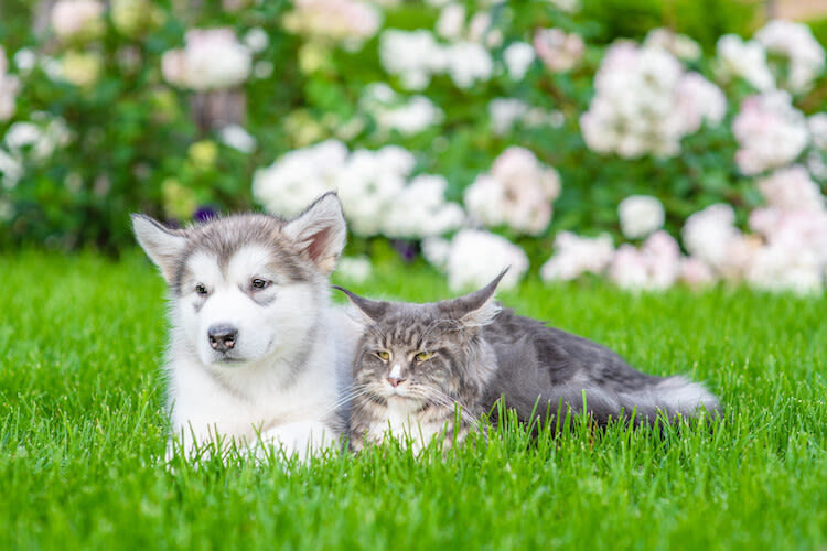 Cuidado de mascotas: todo lo que debes saber