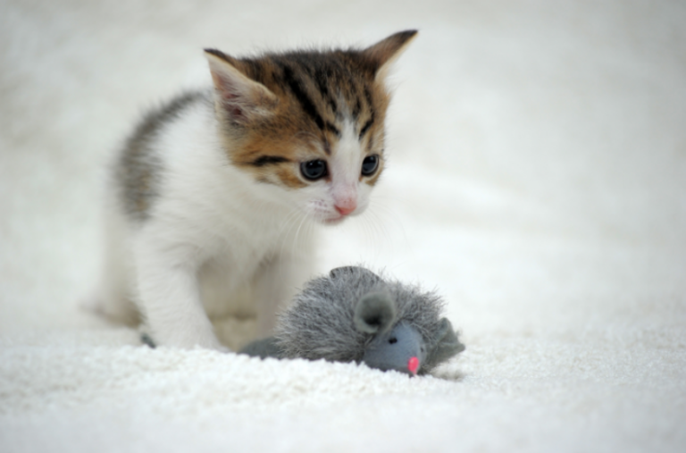 Cómo preparar tu casa para la llegada de un gatito