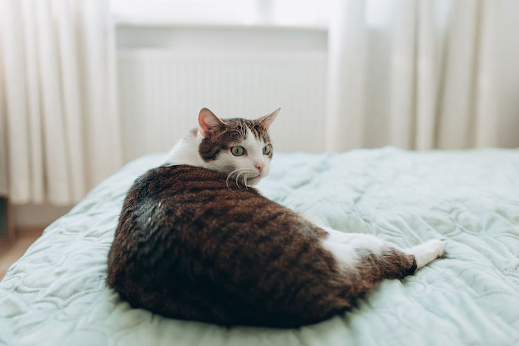 ¿Cómo saber si mi gato está gordo? Trucos y consejos