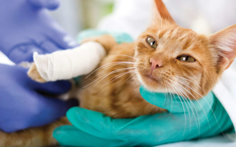 ¿Cómo limpiar y curar una herida de tu gato en casa?