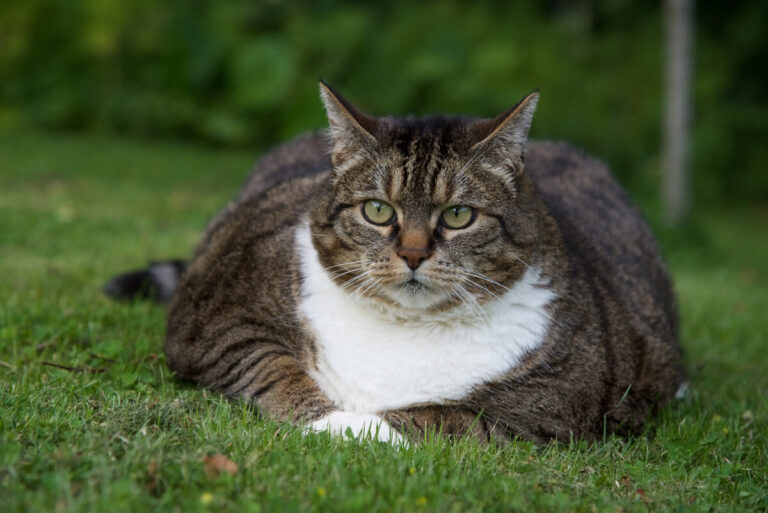 Gato gordo, sobrepeso y obesidad