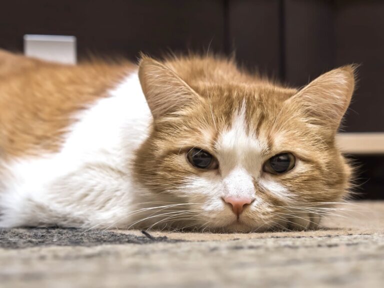 Mi mascota se aburre: causas, síntomas y soluciones