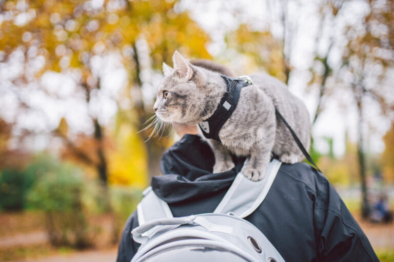 Cuidadores de gatos: quiénes son y cómo trabajan