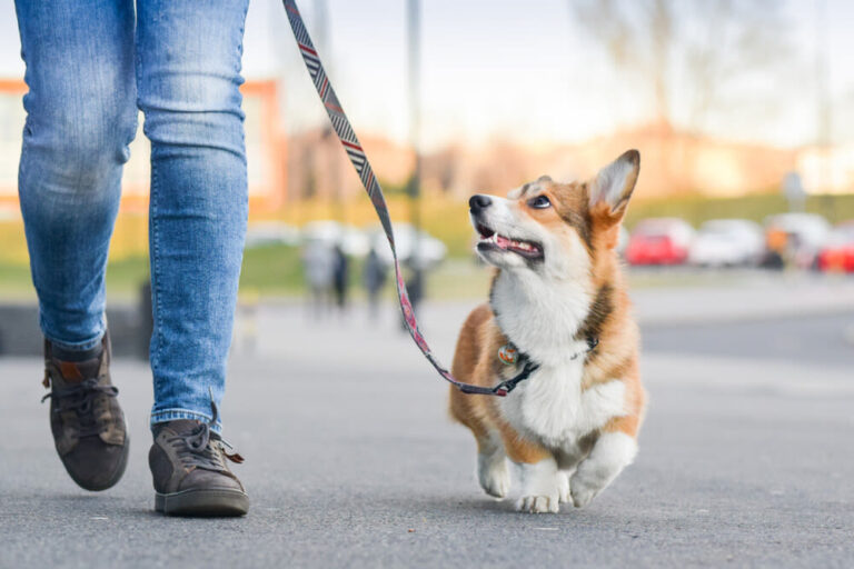 Paseador de perros: cuánto cobra y qué servicios ofrece