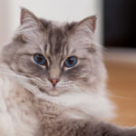Ragdoll | SantéVet