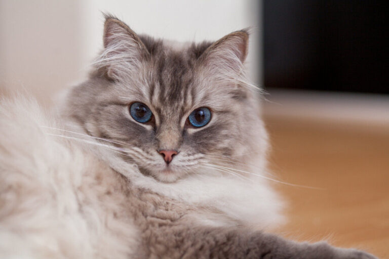 Ficha de raza gato Ragdoll: características y cuidados