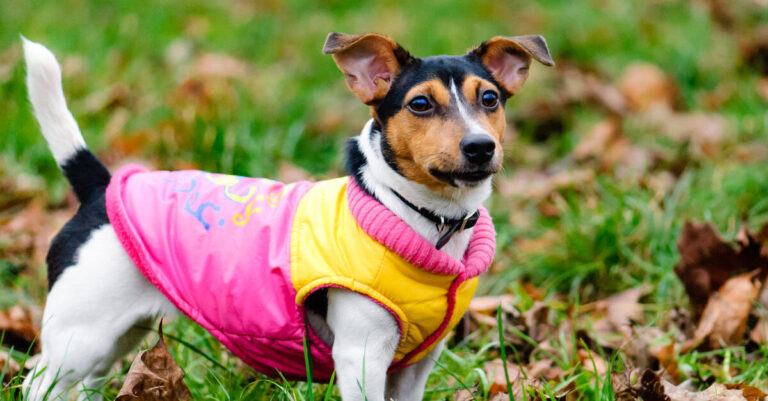 Ropa para perros: mucho más que accesorios para mascotas