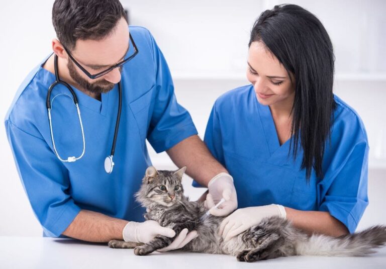Santévet se convierte en el seguro más recomendado por los veterinarios españoles