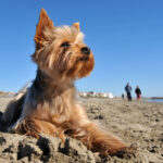 yorkshire terrier seguro santevet