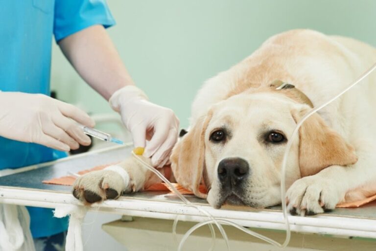 Terapia regenerativa con células madre en veterinaria
