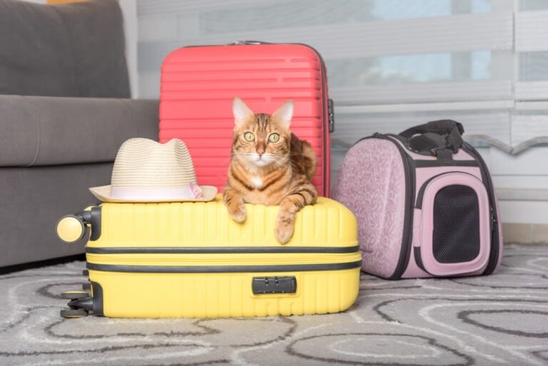 Viajar con gatos: toda una aventura