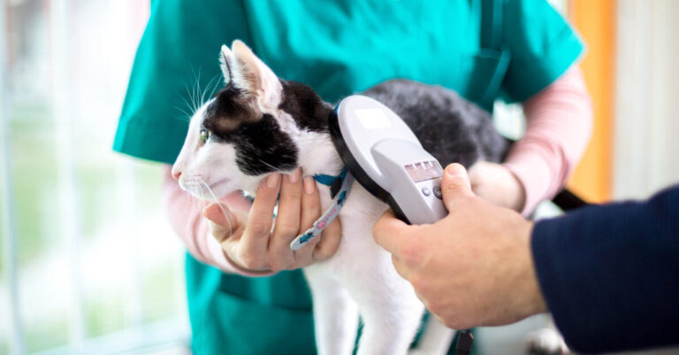 Microchip en gatos: ¿es obligatorio en España?