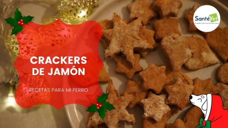 ¿Pueden los perros comer jamón york? Riesgos, mitos y alternativas saludables
