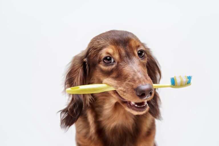 Higiene dental en perros: consejos, prevención y cuidados