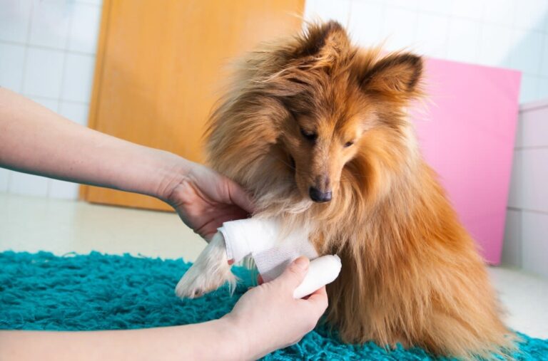 ¿Cómo curar una herida a un perro en casa?