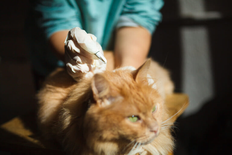 Desparasitar un gato: ¿cómo eliminar lombrices y otros parásitos internos y externos?