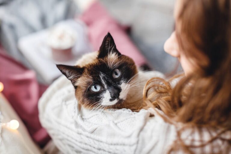 Cómo educar a un gato