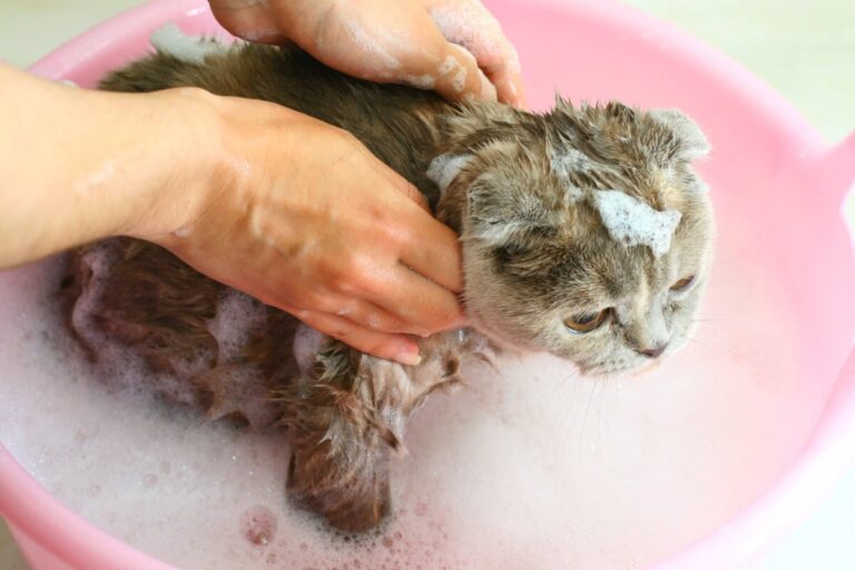 ¿Puedes bañar a un gato? Consejos a tener en cuenta