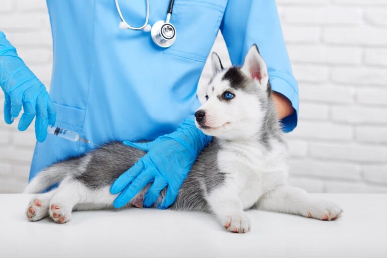 Calendario de vacunación para perros menores de un año ¿Cuándo se vacuna a un perro?