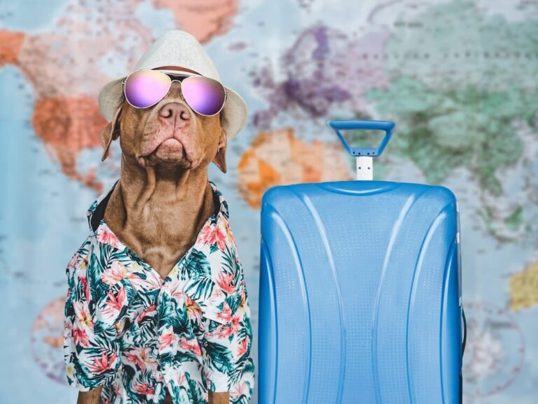 ¿Viajes en avión o escapadas en coche?