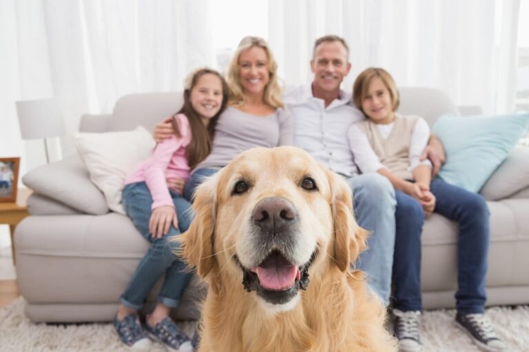 ¿Cuánto cuesta mantener un perro? Gastos más comunes