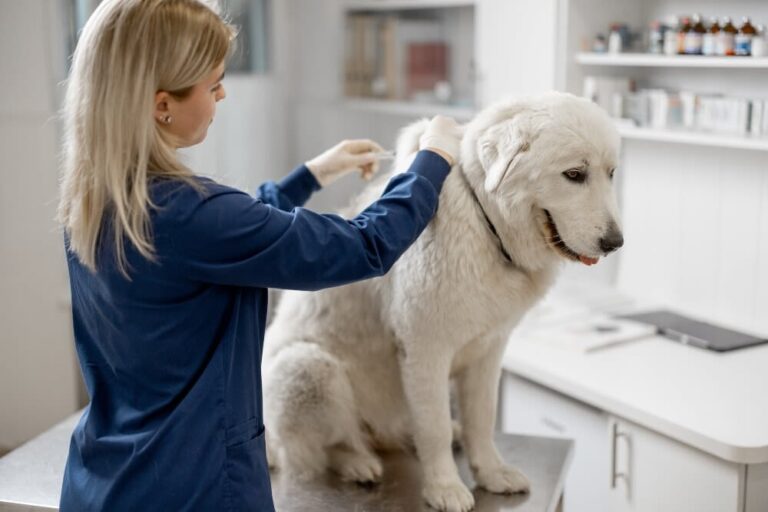 La rabia del perro: ¿Qué hacer cuando se sospech?