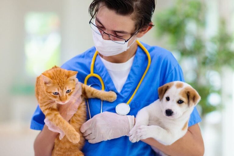 Rabia animal: una enfermedad mortal para perros y gatos que puede evitarse