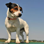 race chien jack russel