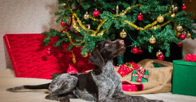 Top cinco de los mejores regalos navideños para tu mascota