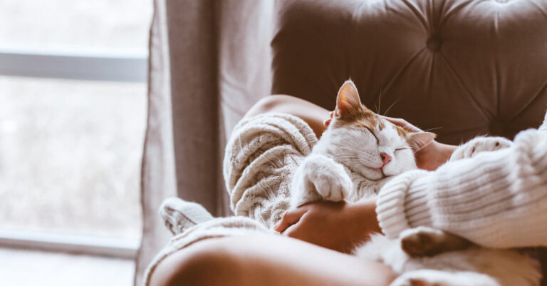 Contratar un seguro de salud animal para tu gato