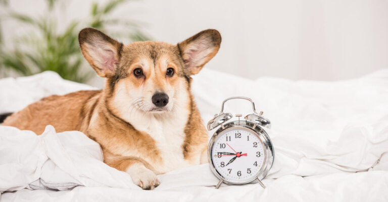 Gestión de la soledad: la noción del paso del tiempo en perros y gatos