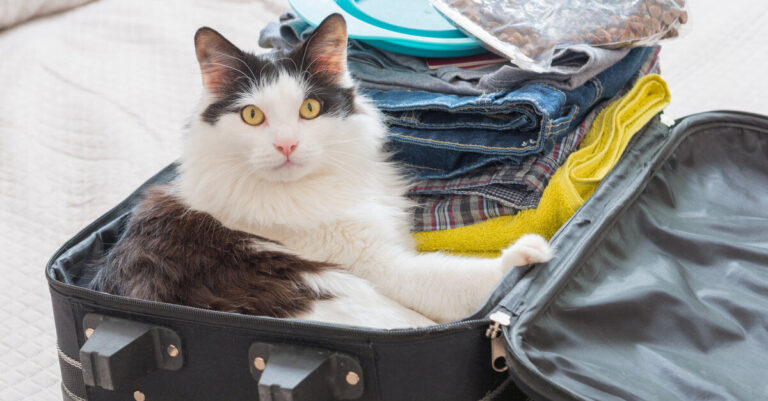 ¿Cuál es el mejor transportín para gatos?
