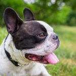 Bulldog francés | Santévet
