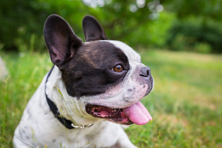 Bulldog francés