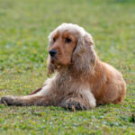 Cocker Spaniel Inglés | SantéVet