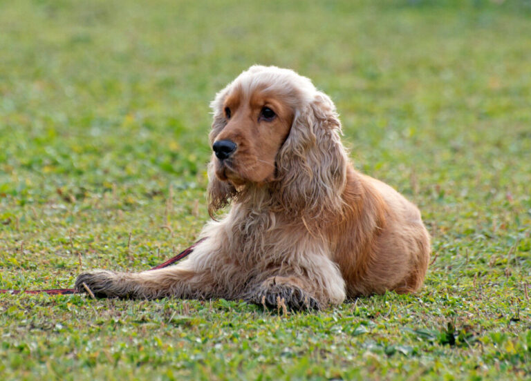 Cocker Spaniel Inglés