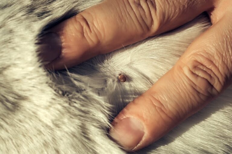 Cómo quitar garrapatas a un gato de forma segura