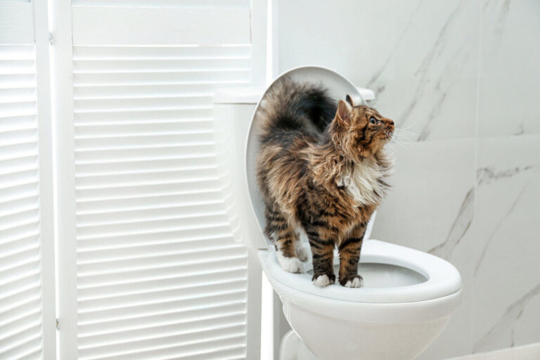 ¿Qué hacer si el gato se mea fuera del arenero?