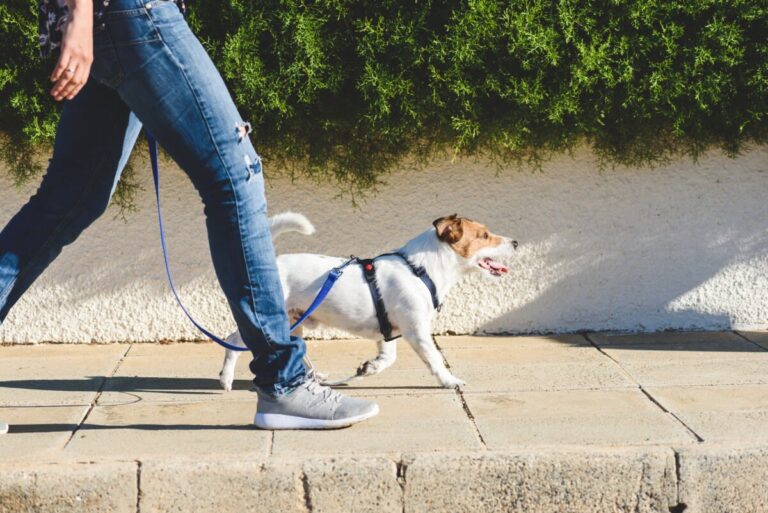 ¿Cuándo puede salir un cachorro a la calle?: vacunas y precauciones
