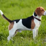 Beagle