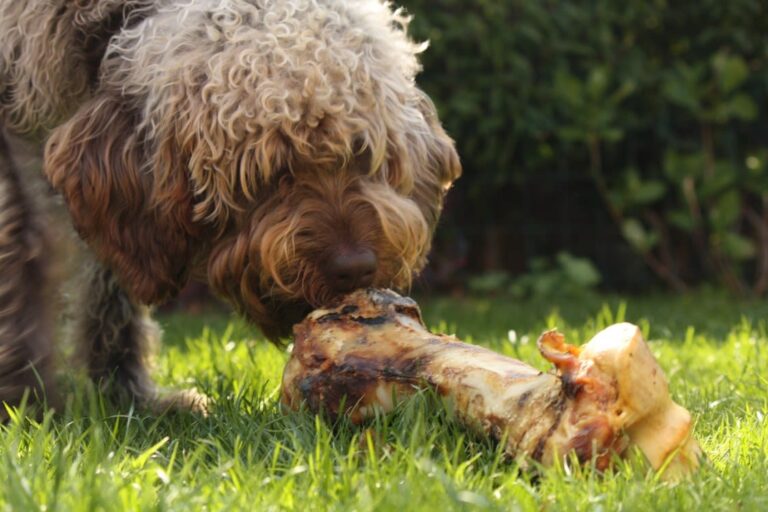 ¿Puedo darle huesos a mi perro sin riesgo?