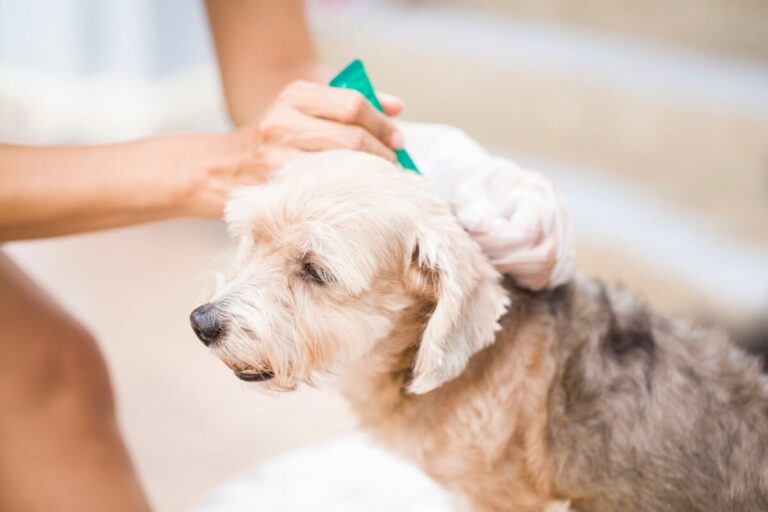 Antiparasitarios naturales para perros