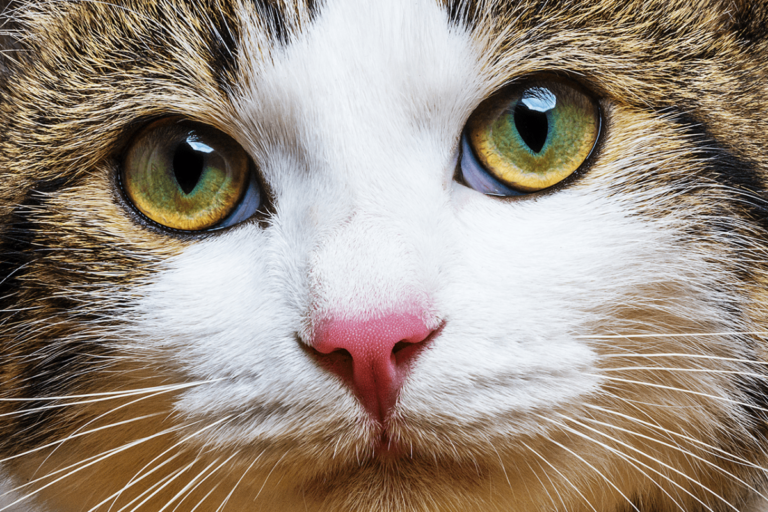 8 de agosto: Día Internacional del gato